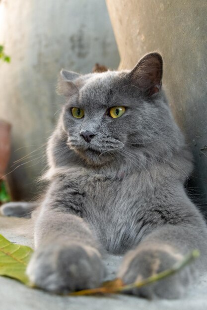 Foto el retrato de un gato