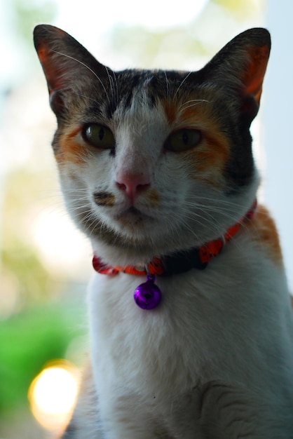 Foto retrato de un gato