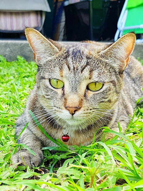 Foto retrato de un gato