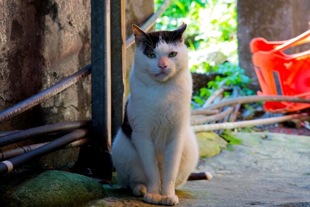 Foto el retrato de un gato