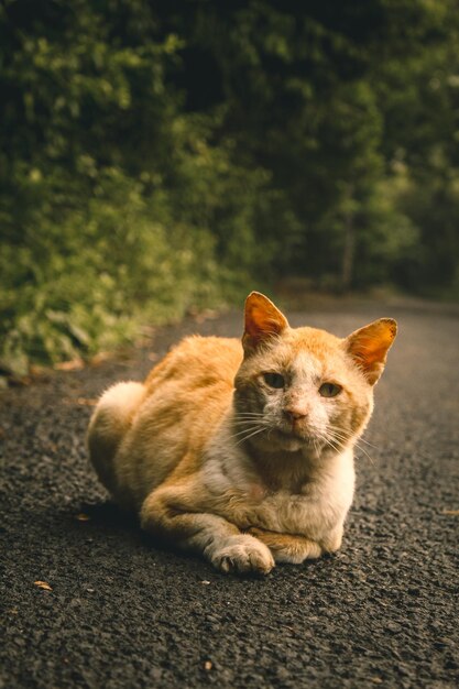 Foto el retrato de un gato