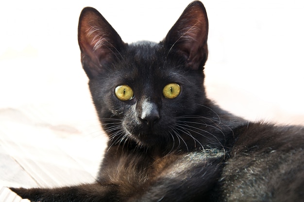 Foto retrato de gato