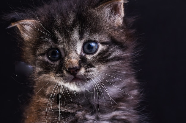 Foto retrato de un gato