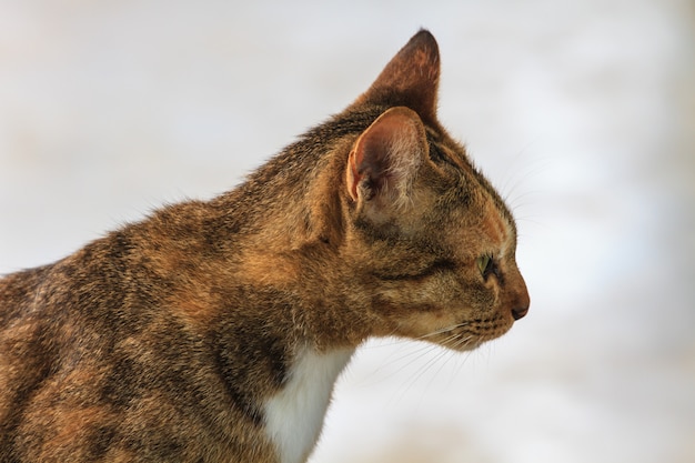 Retrato de un gato