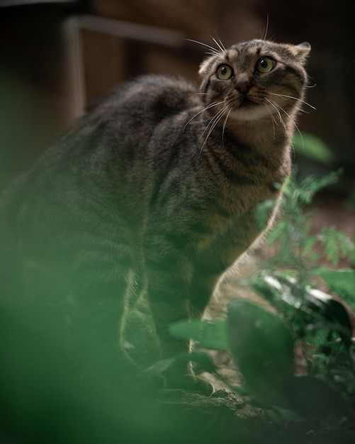 Foto retrato, de, un, gato