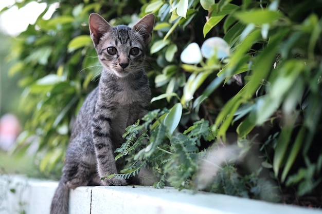 Retrato de gato