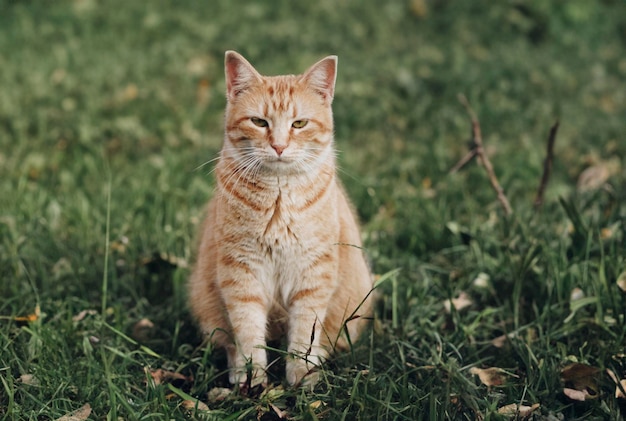 Retrato de un gato