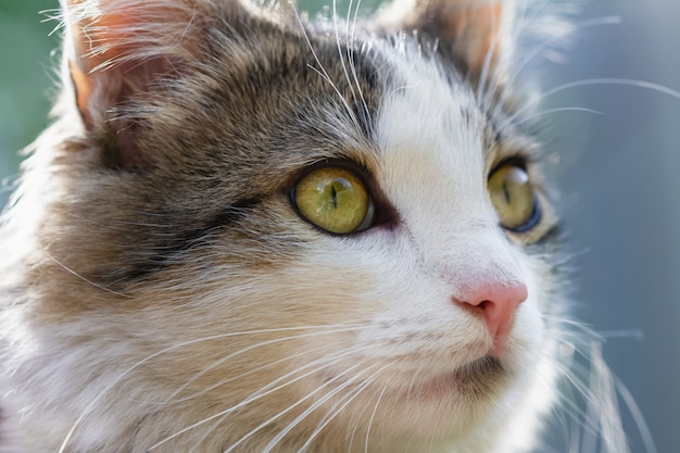 Retrato de un gato