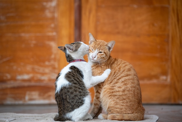 pedestal distancia enfermedad Retrato de gatos jóvenes. | Foto Premium