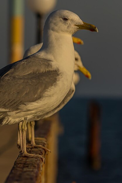 Foto retrato de una gaviota o gaviota de pie en una barandilla de la costa