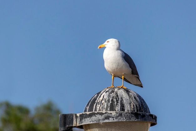 retrato, de, gaviota, pájaro