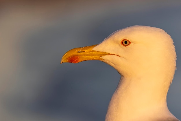 retrato, de, gaviota, pájaro