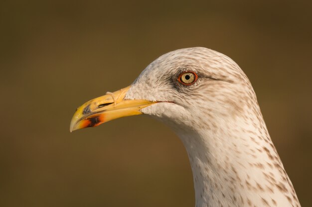 Retrato de una gaviota con pico amarillo