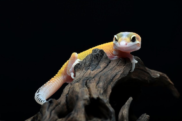 Retrato de un gecko leopardo en fondo negro