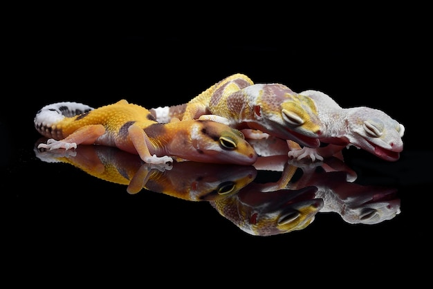 Retrato de un gecko leopardo en fondo negro