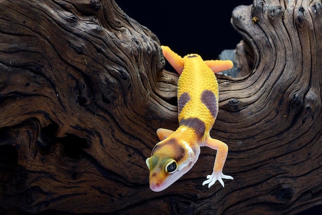 Retrato de un gecko leopardo sobre fondo negro