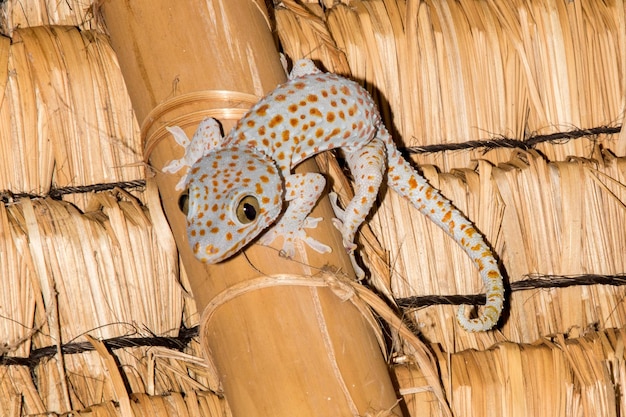 Retrato de gecko de manchas rojas cerca de macro