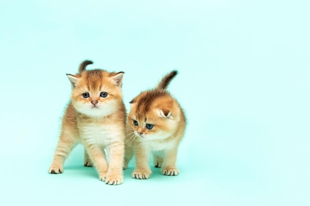 Retrato de un gentil gatito doméstico de un gato escocés en el fondo