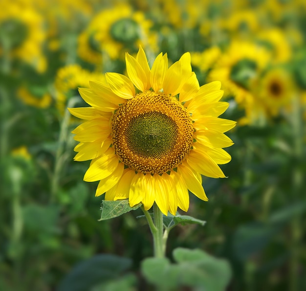 Retrato de girasol Composición de la naturaleza