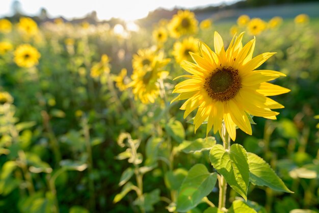 Retrato de girasol floreciendo contra hermosos paisajes de campos en la naturaleza