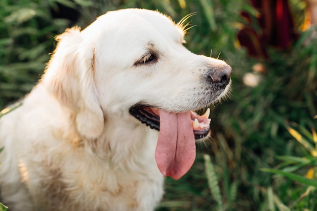 Retrato de golden retriever en campo a pie. Caminar al aire libre. Mantenimiento y cuidado de animales. Estilo de vida saludable. Amistad y confianza. Mascotas.