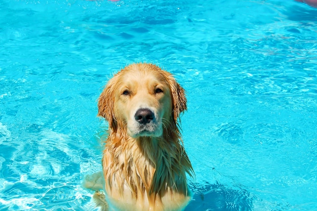 Retrato de un golden retriever en la piscina