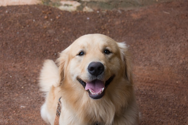 Retrato de Golden Retriever