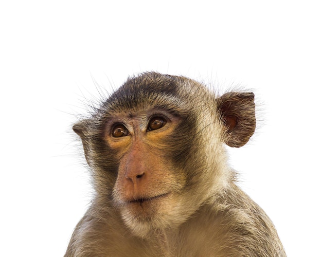 Retrato de un gorila mirando hacia otro lado contra un fondo blanco