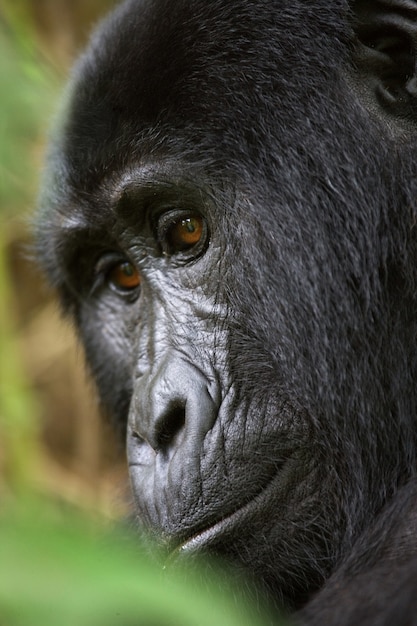 Retrato de un gorila de montaña. Uganda. Parque Nacional del Bosque Impenetrable de Bwindi.