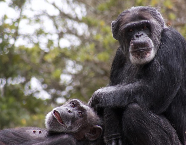 Foto retrato de un gorila sentado en un árbol en el zoológico