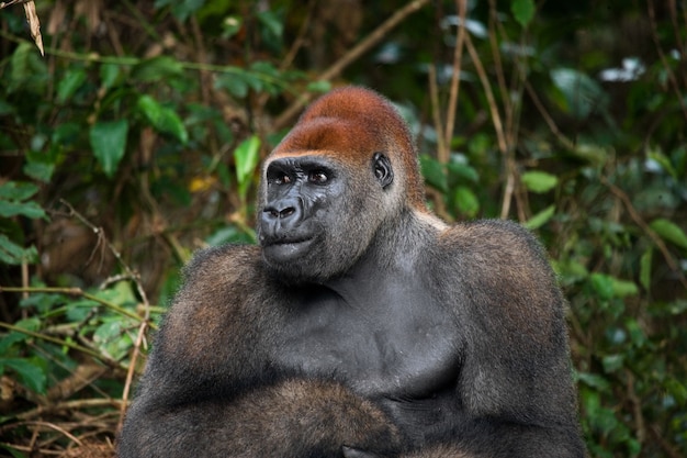 Retrato de gorila de las tierras bajas. República del Congo.