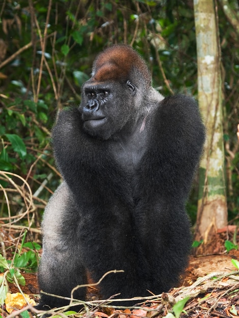 Retrato de gorila de las tierras bajas. República del Congo.