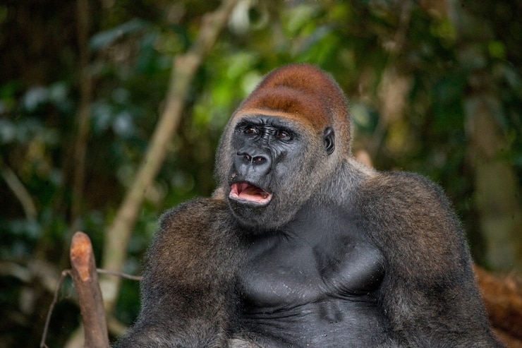 Foto retrato de gorila de las tierras bajas. república del congo.