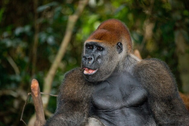 Retrato de gorila de las tierras bajas. República del Congo.