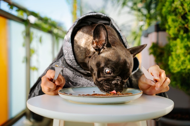 Retrato gracioso de un bulldog francés comiendo comida con utensilios en la mesa
