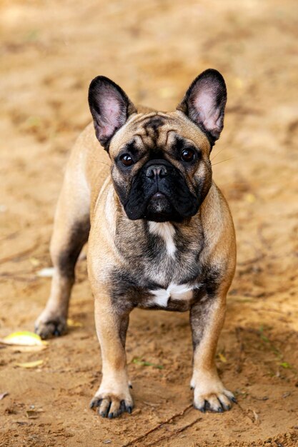 Foto retrato de un gracioso cachorro de bulldog francés