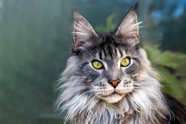 Retrato de un gracioso y curioso gato Maine Coon Cuidado de mascotas