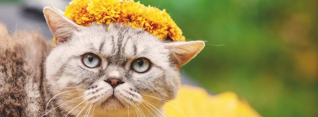 Retrato de gracioso lindo gato coronado coronilla de las flores de margarita sobre hojas amarillas caídas en otoño Banner horizontal