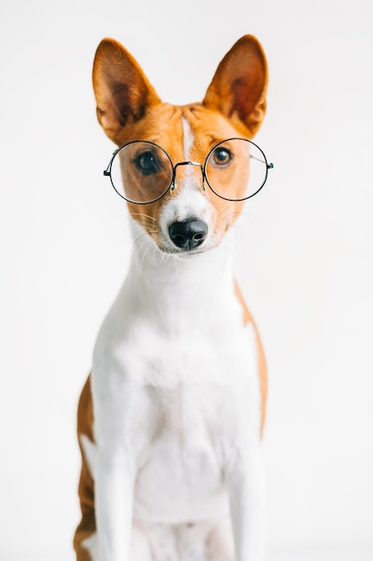 Retrato de gracioso perro basenji blanco rojo en anteojos sobre fondo blanco, mirando a cámara.