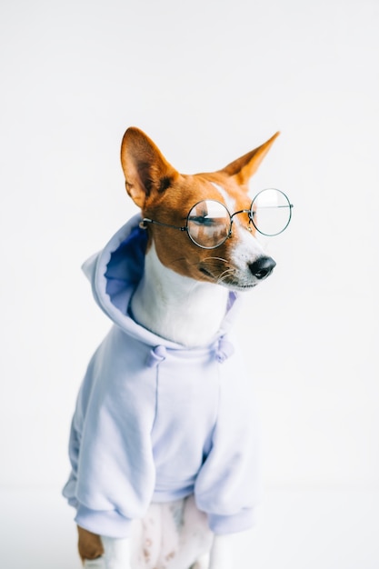 Retrato de gracioso perro basenji blanco rojo en anteojos y sudadera con capucha.