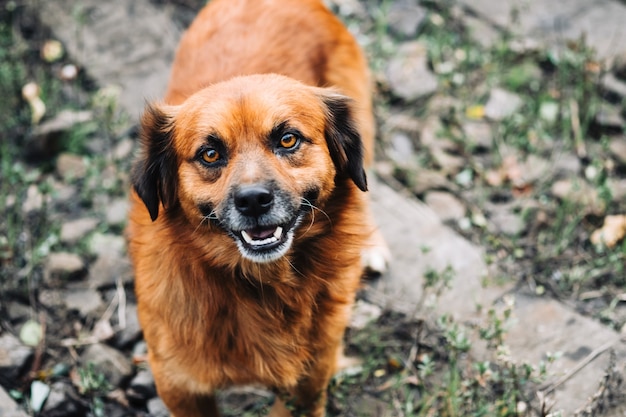 Retrato de un gracioso perro callejero mirando a cámara.