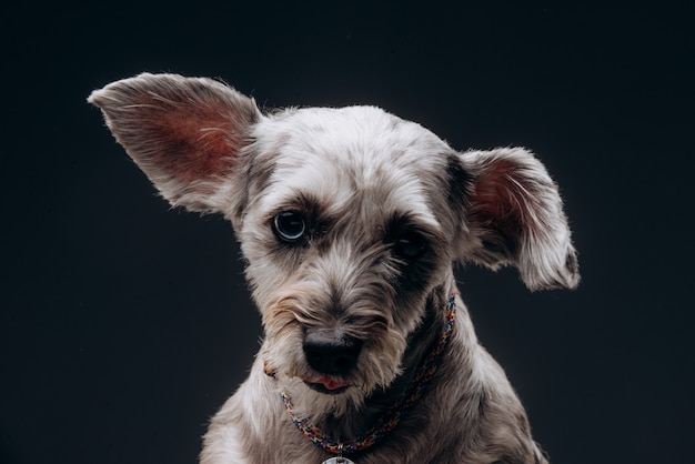 Retrato de un gracioso perro gris con ojos multicolores