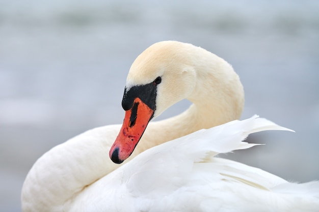 Retrato de gran cisne blanco junto al Mar Báltico, macro