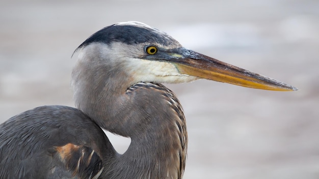 Retrato de una gran garza azul (Ardea herodias), Galápagos