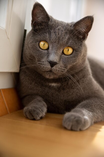 Retrato de un gran gato británico gris con ojos amarillos