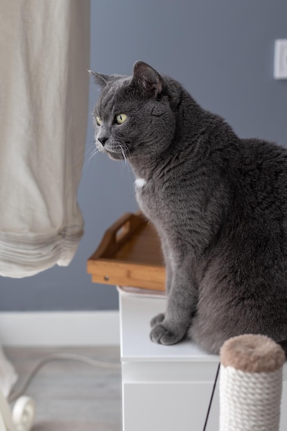 Retrato de un gran gato británico gris de perfil