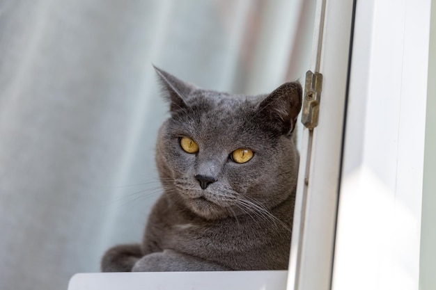 Retrato de un gran gato británico hermoso