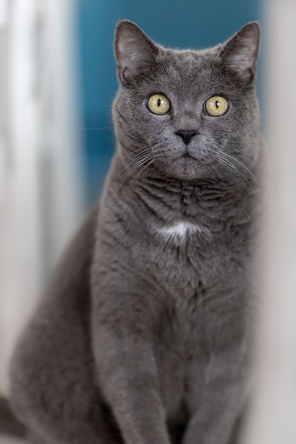 Retrato de un gran gato británico sobre un fondo azul.