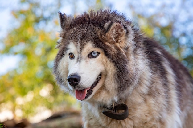 Retrato de un gran husky siberiano con ojos de diferentes colores