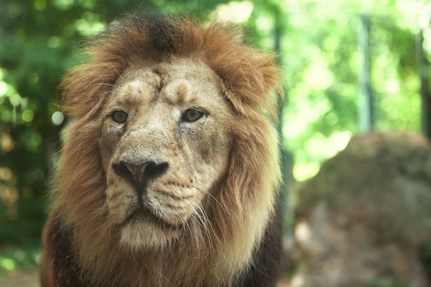 Retrato de un gran león hermoso